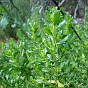 baccharis pilularis